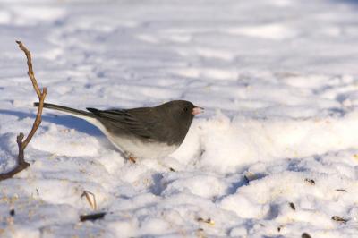 Dark-eyed Junco