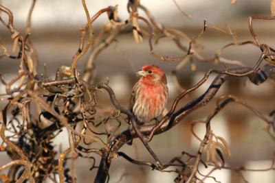 House Finch