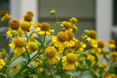 Sneezeweed (Helenium autumnale)