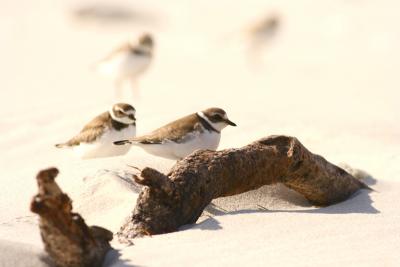 Semipalmated Plover