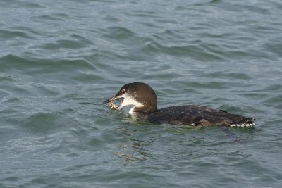 Common Loon eating crab