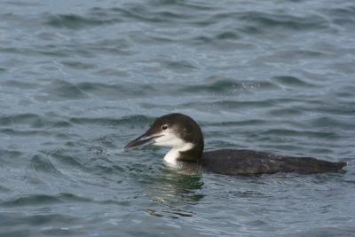 g3/31/565431/3/55131056.loon3.jpg