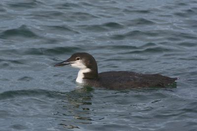 g3/31/565431/3/55131057.loon4.jpg