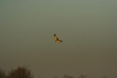 Northern Harrier