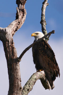Bald Eagle