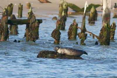 Harbor Seal