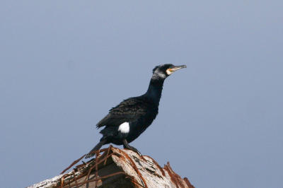 Great Cormorant