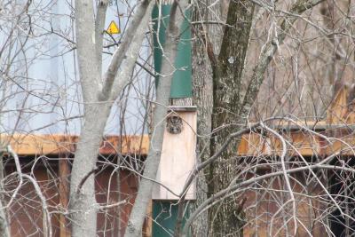Eastern Screech Owl