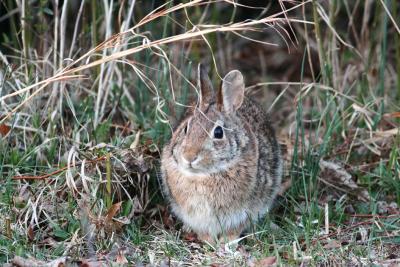 Eastern Cottontail