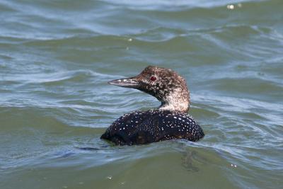Common Loon (near-breeding plumage)
