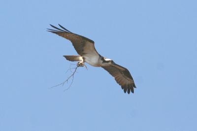 Osprey building nest