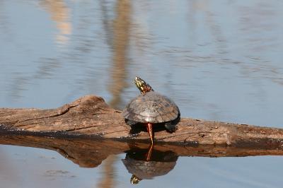 Painted Turtle