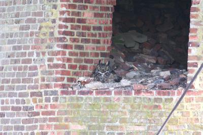 Great Horned Owl!