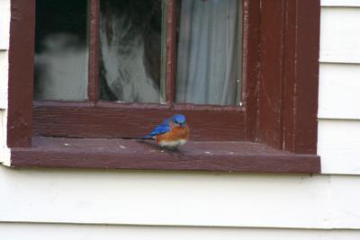Eastern Bluebird and....a ghost???