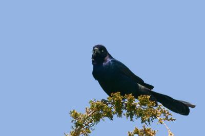 Boat-tailed Grackle