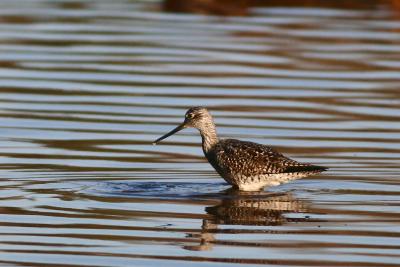 Greater Yellowlegs