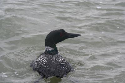 Common Loon, breeding plumage!