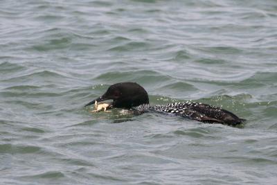 Loon eating crab