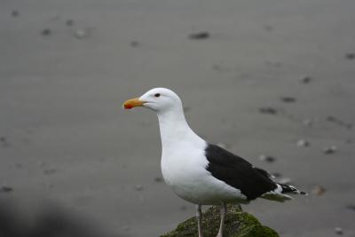 Great Black-backed Gull