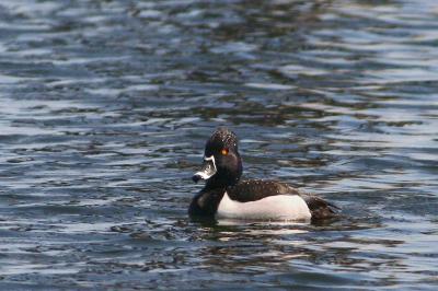 Ring-necked Duck