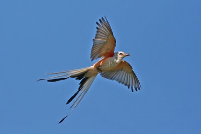Scissor-tailed Flycatcher