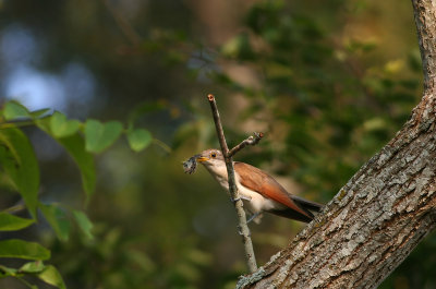 Yellow-billed Cuckoo