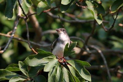 Eastern Kingbird