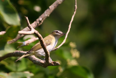 Red-eyed Vireo