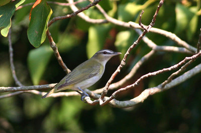 Red-eyed Vireo