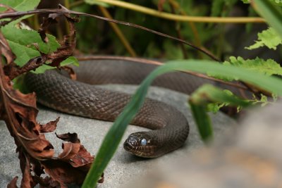 Northern Water Snake