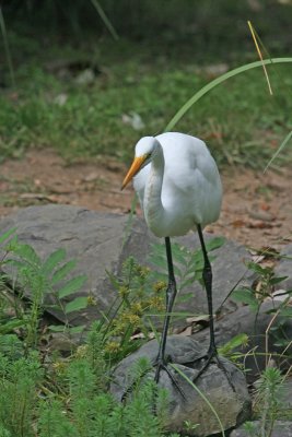 1.IMG_8399.JPG