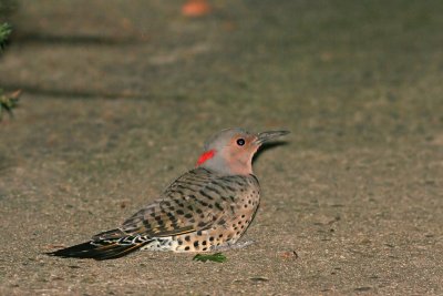 Flicker on my sidewalk