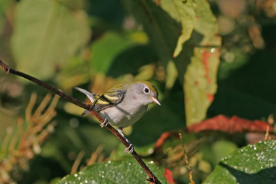 Chestnut-sided Warbler