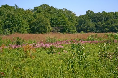 Joe-Pye Weed