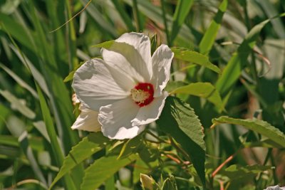Hibiscus palustris (mocheutos)