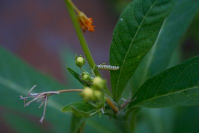 Monarch caterpillars