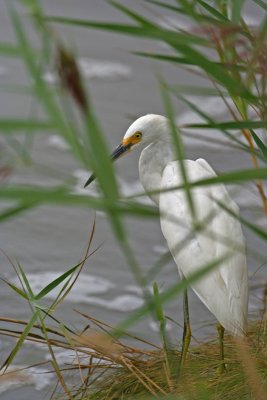 Snowy Egret