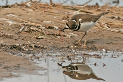 Killdeer