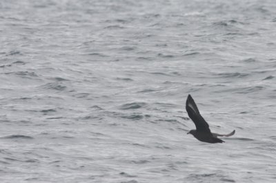 South Polar Skua!