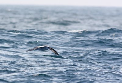 Northern Fulmar