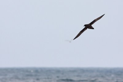 Black-footed Albatross