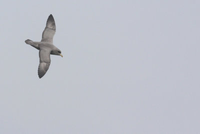 Northern Fulmar