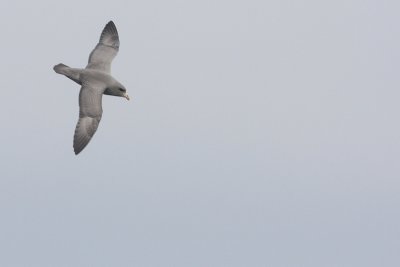 Northern Fulmar