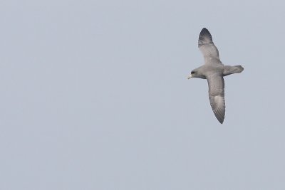 Northern Fulmar