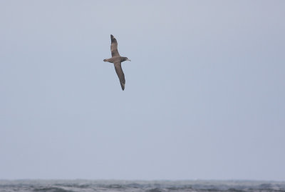 Black-footed Albatross