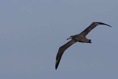 Black-footed Albatross