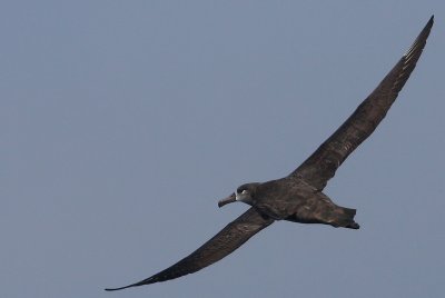 Black-footed Albatross