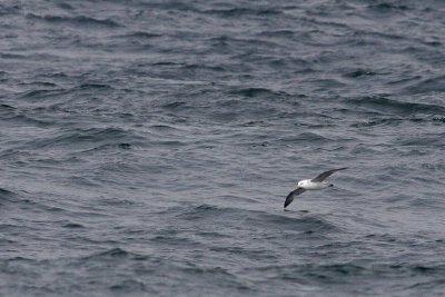 Northern Fulmar