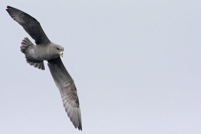 Northern Fulmar