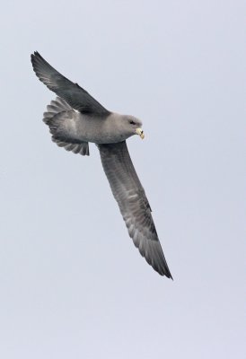 Northern Fulmar